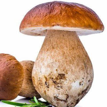 Mushroom Kenya Profile Picture