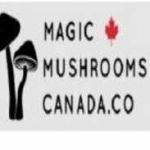 Magic Mushrooms Canada Profile Picture