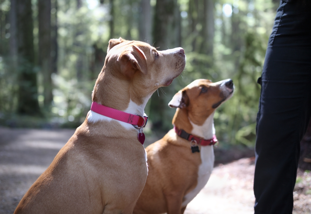 Advanced affordable e collar dog obedience training classes in Lompoc,Atascadero,Santa Maria,Pismo Beach,Paso Robles,Arroyo Grande,san luis obispo county