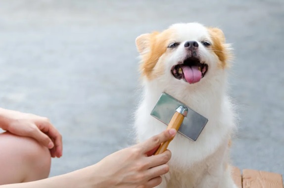 The What's and How's of Dog Brushes - Editors Top