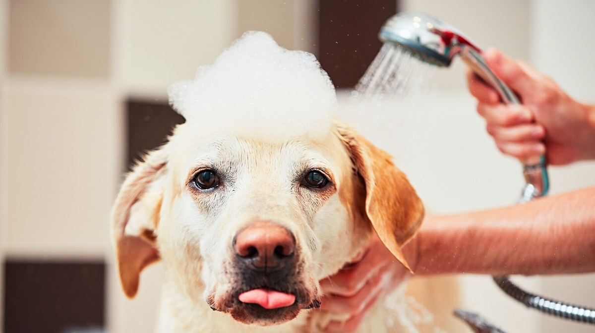 Pet Shampoos and Conditioners for Clean and Shiny Furs | lifestylemanor