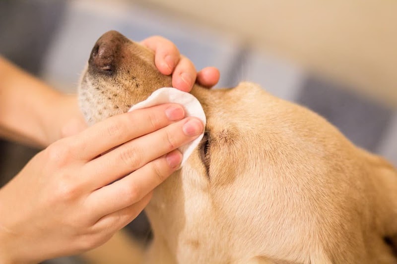 Pet Eye Stain Removers: How to Deal with this Unsightly Issue