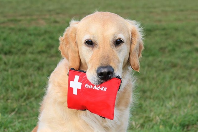 Essentials for Assembling the Ideal Dog First Aid Kit | The Ideal